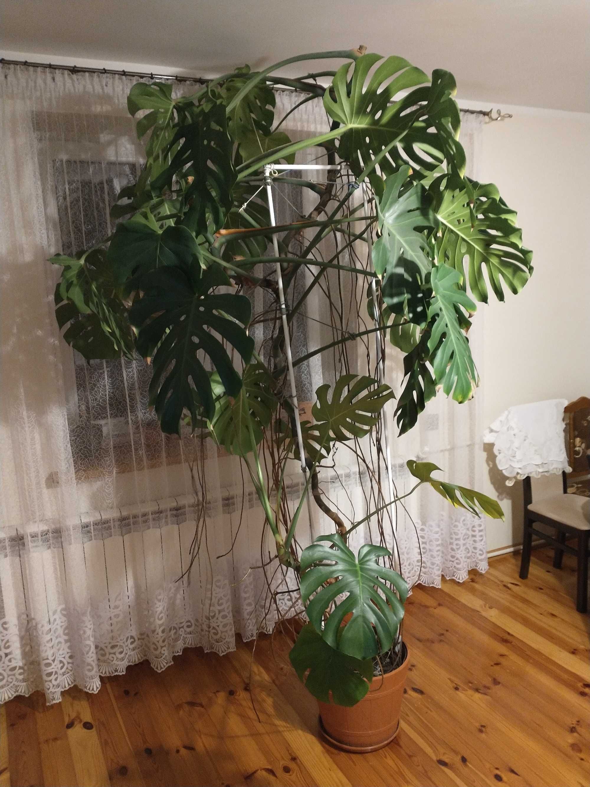 Monstera dziurawa