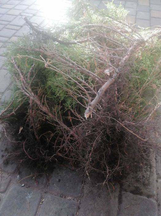 Продам домашнее растения.