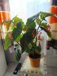 Begonia Lucerna duża roślina