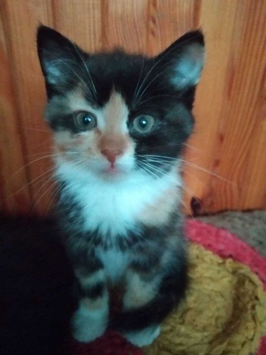 Кошенята в добрі руки