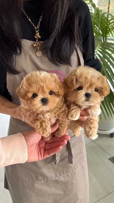 Дівчинки красуні Мальтіпу F1, віком  2 місяці.