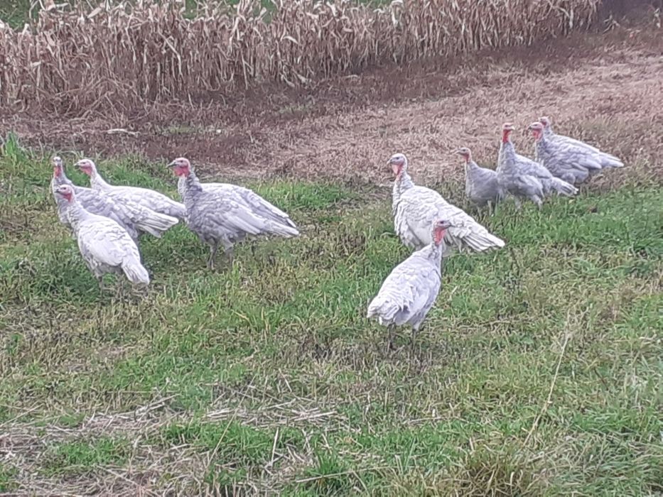 Indyli, indory lawendowe