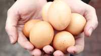 Wiejskie jajka 80gr hurt