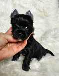 Black Yorkshire Terrier- piesek z rodowodem