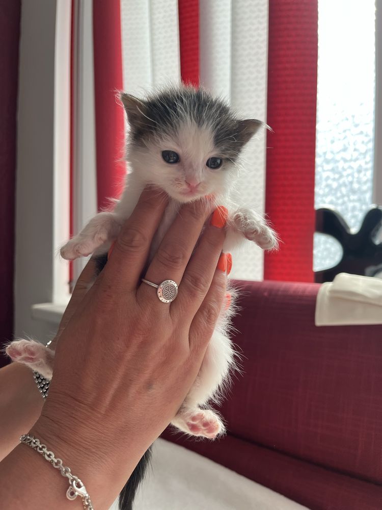 Котеня в добрі руки