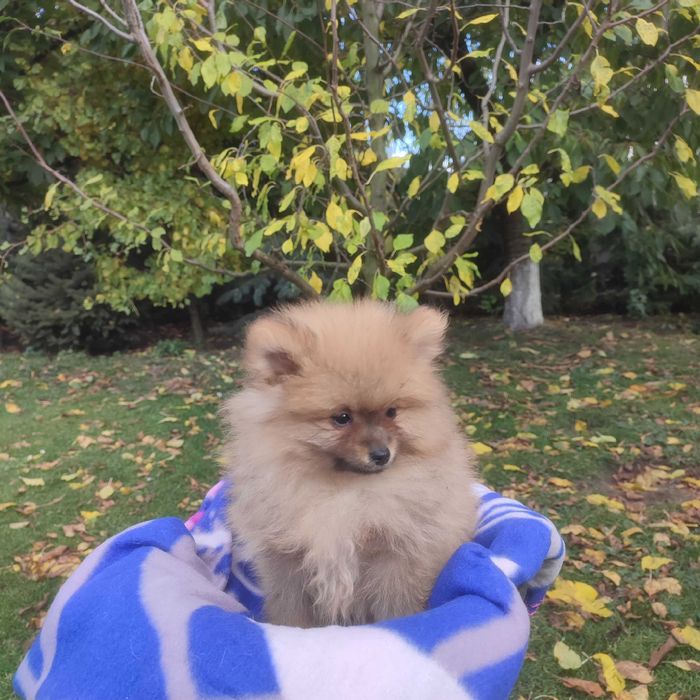 Wzorcowy Mały Szpic Niemiecki piękny exterrier rodzice FCI