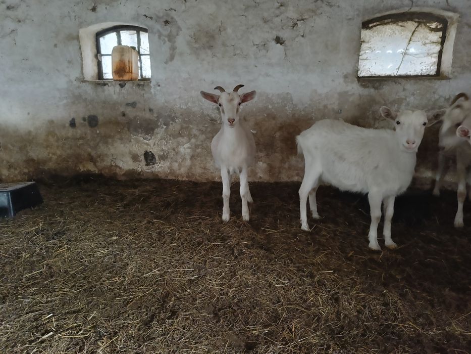Kozki tegoroczne odchowane