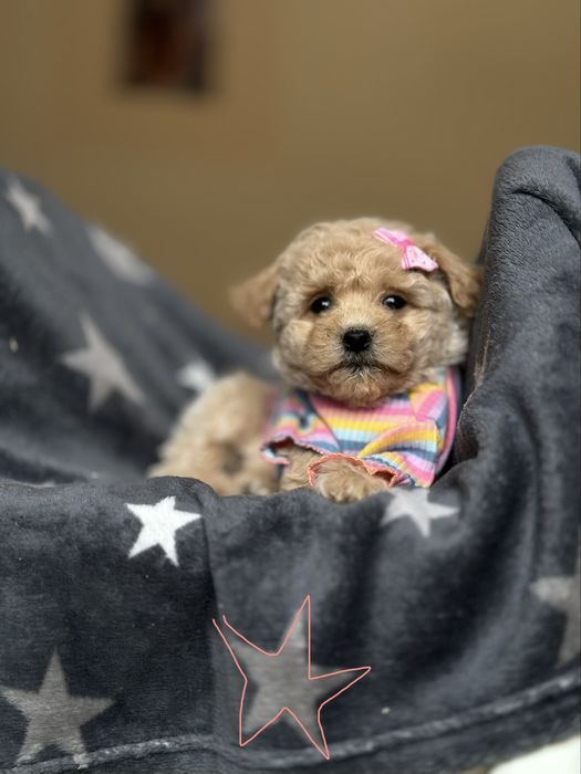 Найкращі, наймиліші мальтипу мальтіпу. Міні