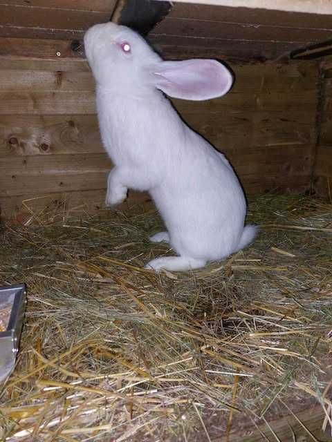 Sprzedam króliki belgi i srokacze.