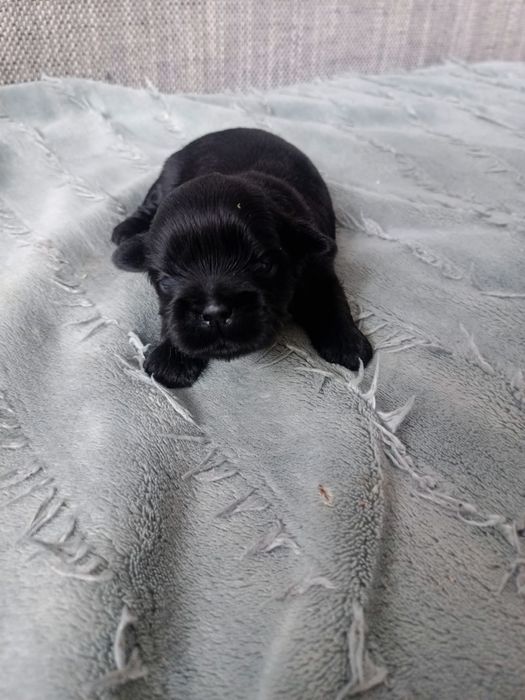 Shih tzu Czarny z Rodowodem