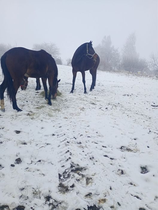 Klacz 7 letnia na sprzedaz