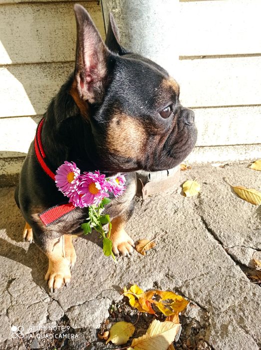 В'язка, французький бульдог