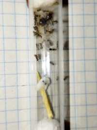 Lasius Niger – черный садовый