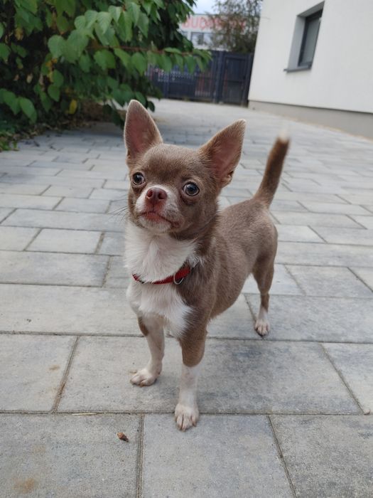 Piękna Chihuahua krótkowłosa liliowa