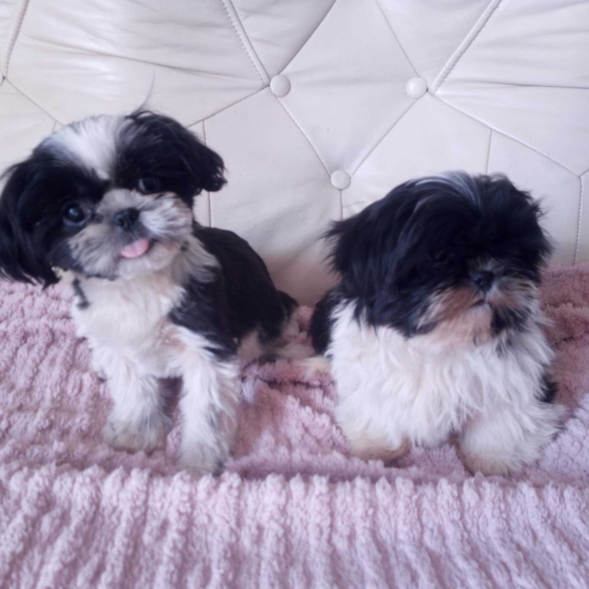 Shih-tzu szczeniaczek gotowy na zmianę domu