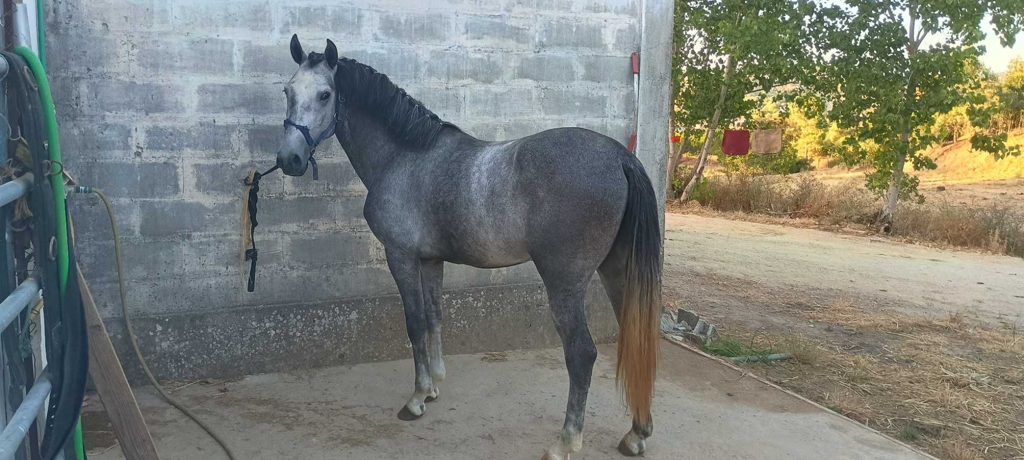 Poldros letra S - típico