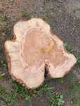 Plaster drewna śliwka Średnica Ok 30cm grubość ok 10cm