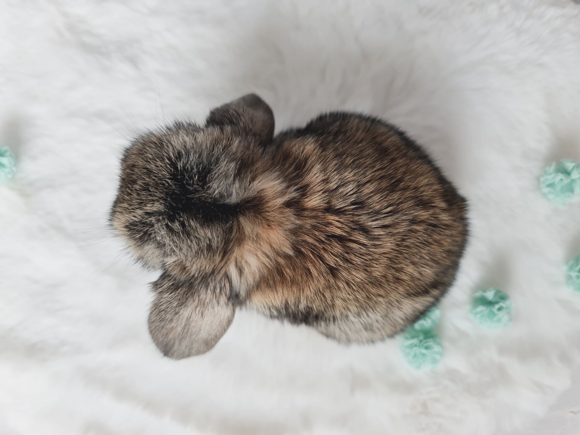 Mini lop królik króliczek miniaturka baranek hodowla zarejestrowana