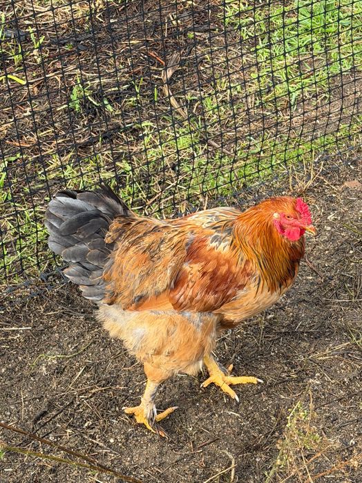 Galo Brahma e também galo da raça das galinhas poedeiras
