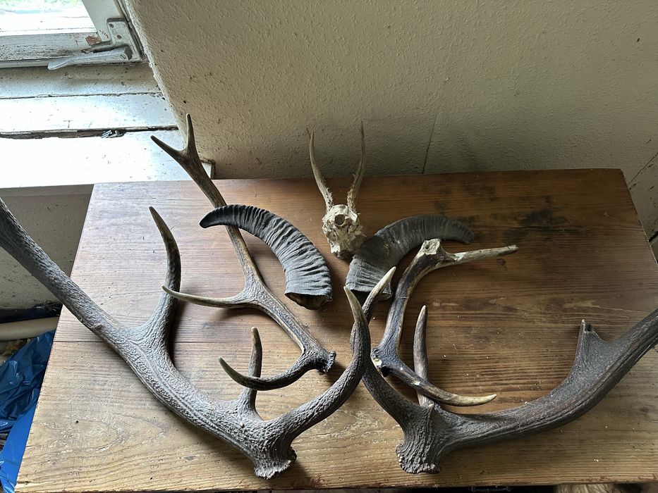 Poroże, zrzuty, jeleń, muflon.