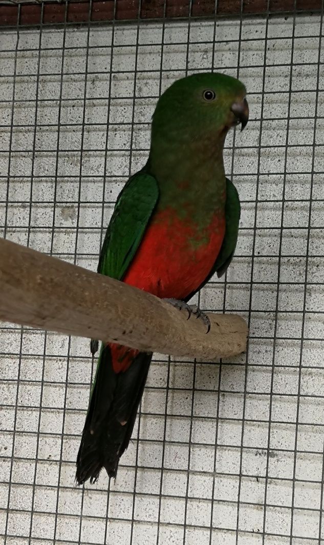 King-Parrot Australiano (Macho)