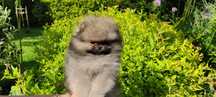 Pomeranian MIŚ  Szpic Niemiecki Miniaturowy