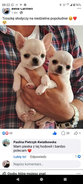 Chihuahua kremowa