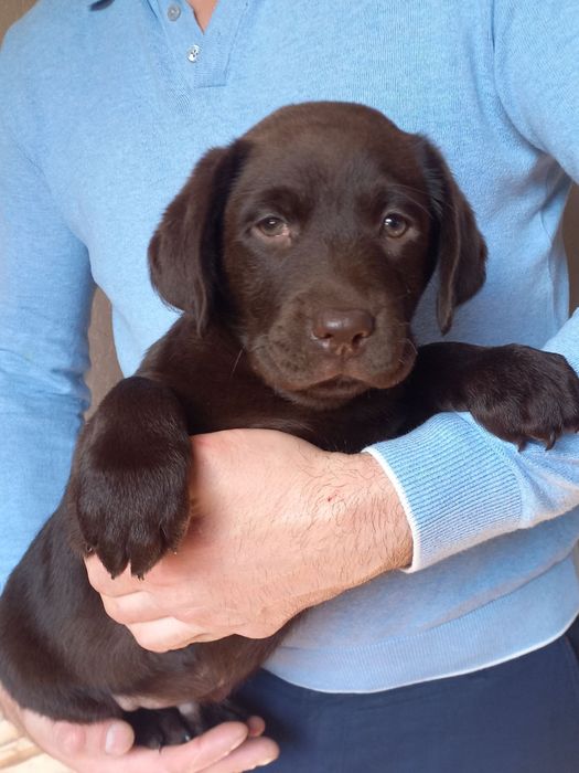 Хлопчик шоколад лабрадорчик доставка по Украіні, Німеччину