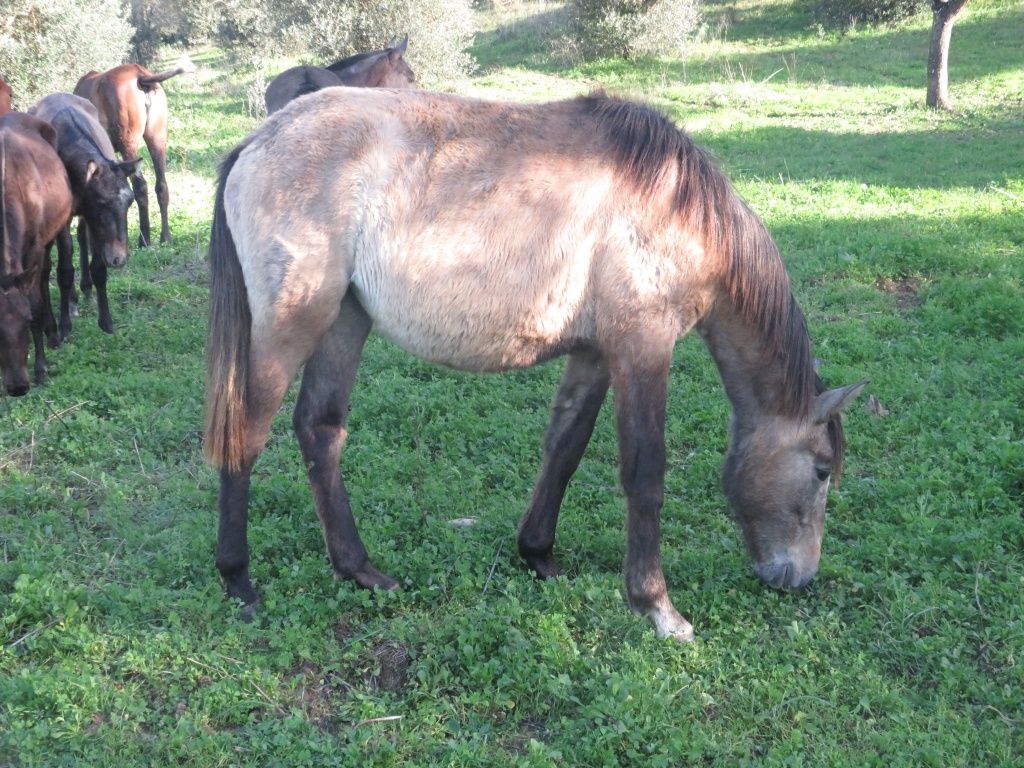 Poldras Lusitanas a fazer 2 anos