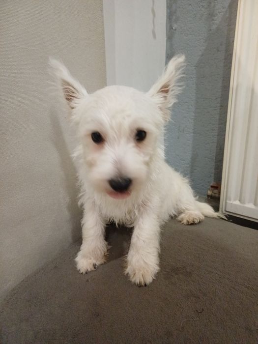 West  highland terrier white