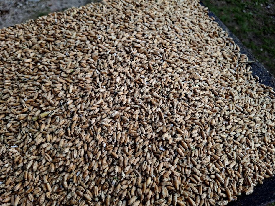 Pszenżyto ładne czyste tegoroczne