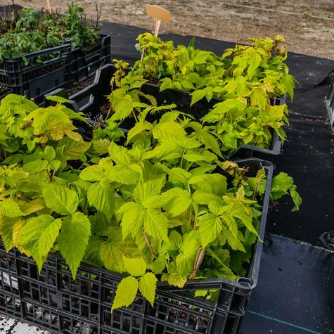 Sprzedam sadzonki malin polana