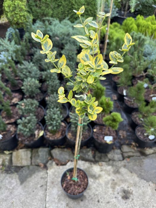 Хвойні рослини,туя,тис,ялівець,сосна,ялина.Догляд ,корекція,формування