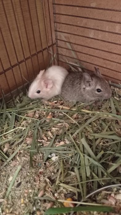 Декоративні гризуни.