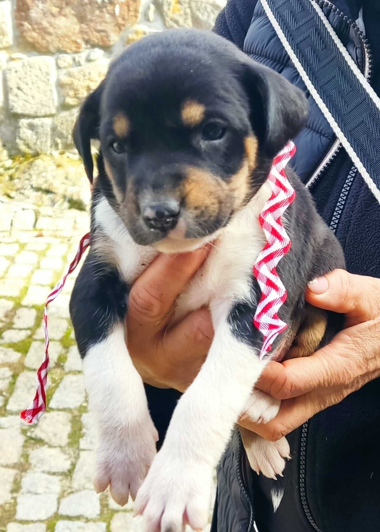 Cães de gado (resgados da rua )