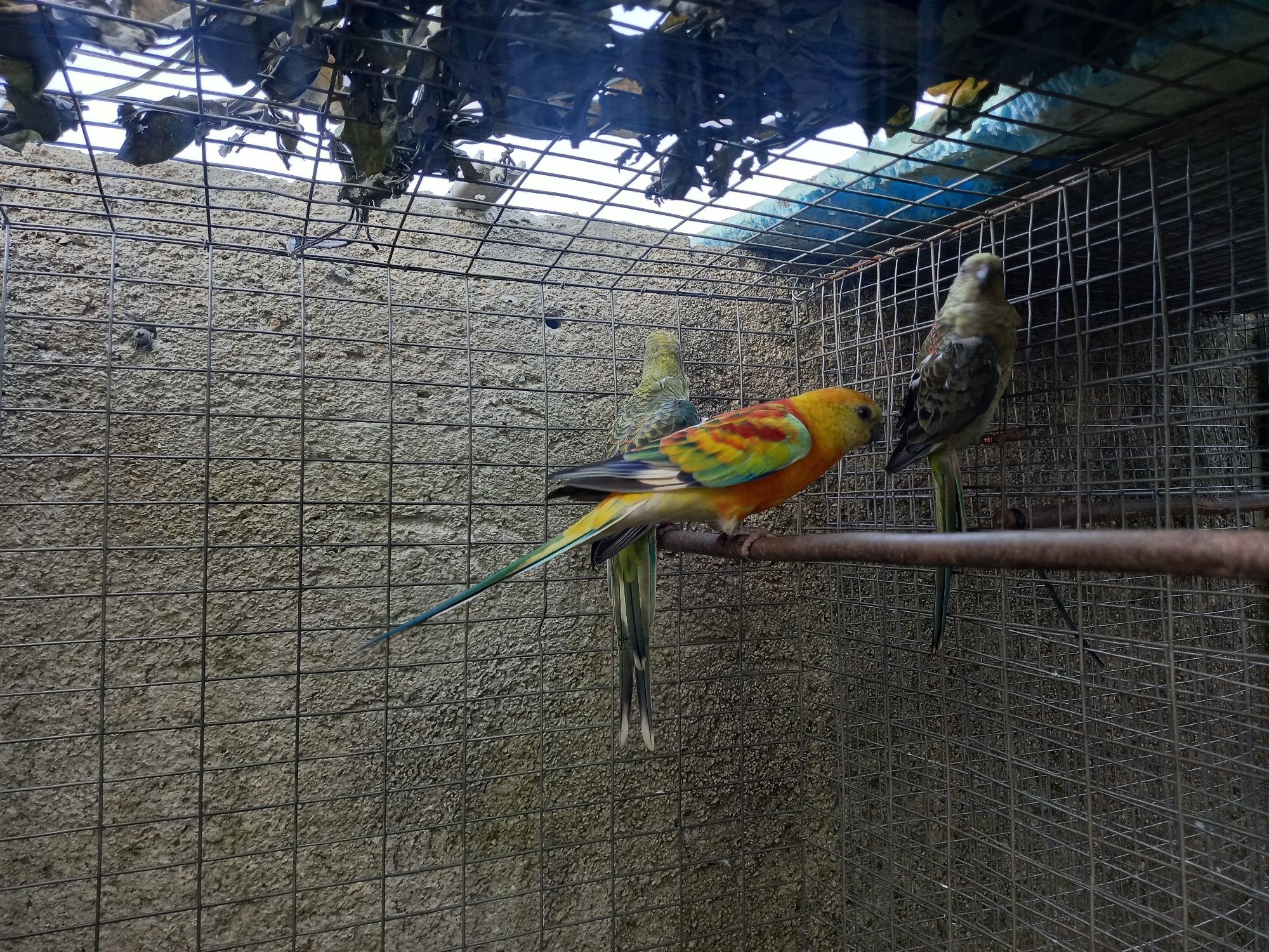 Red rumped  macho e fêmea