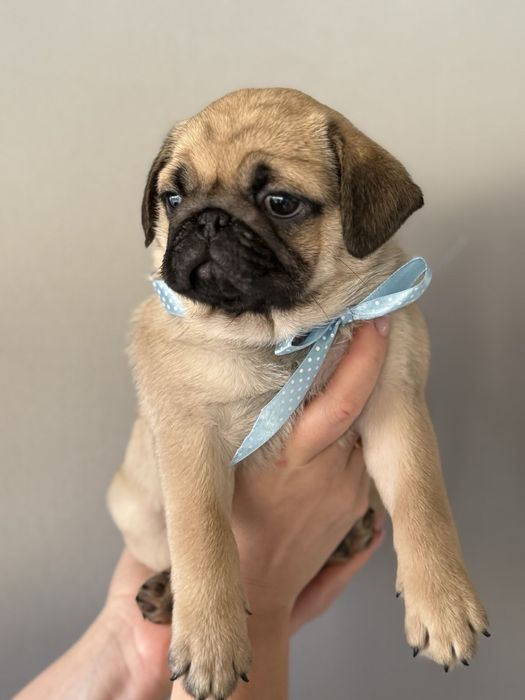 Мопси - цуценята.  Договірна ціна