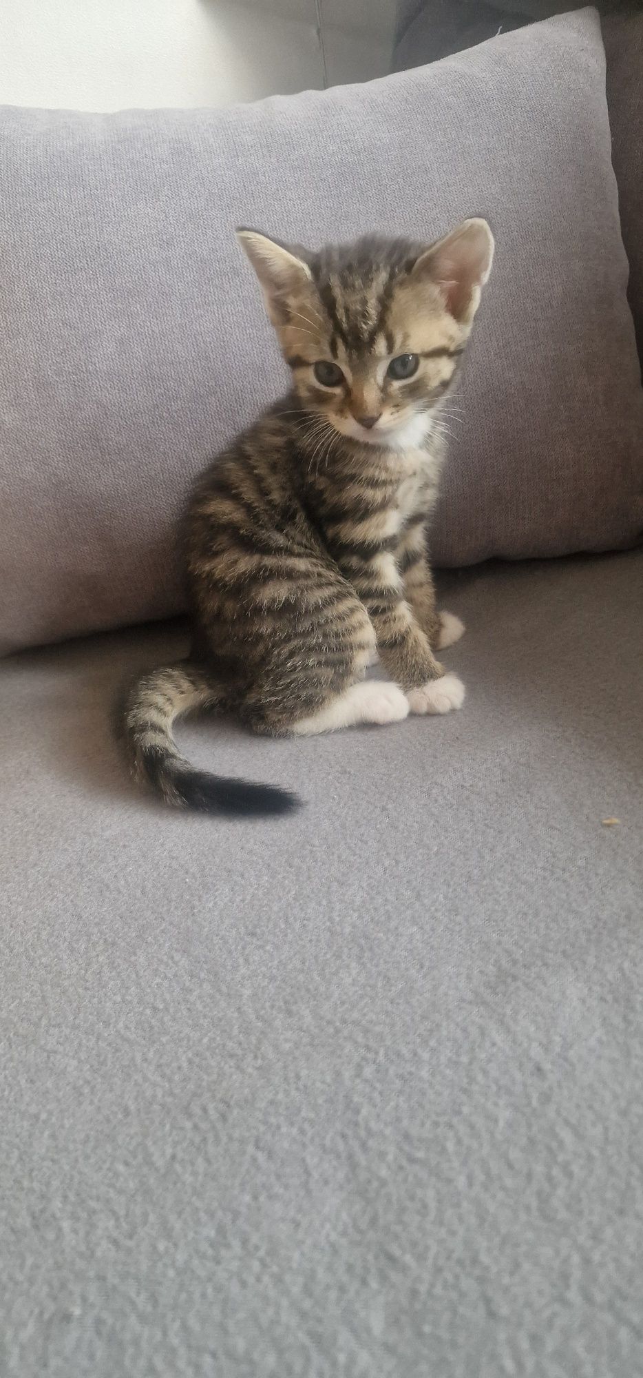 Oddam kotki w dobre ręce