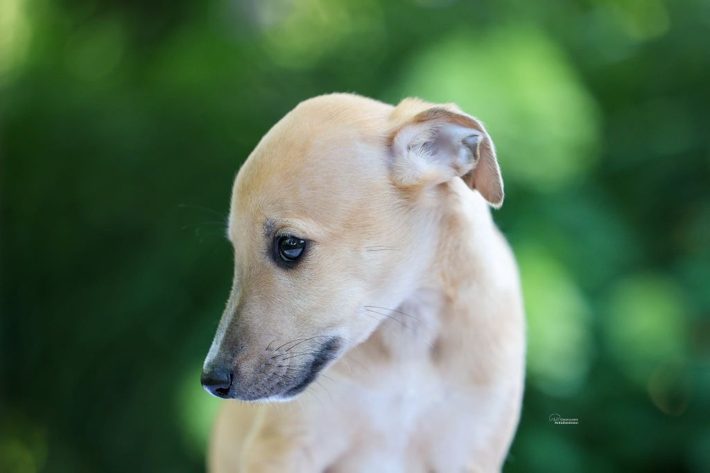 Whippet - chart angielski