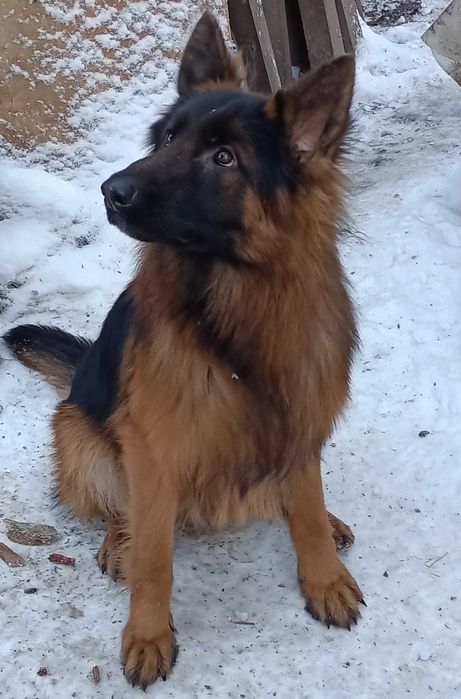 Вязка довгошерстного нiмецького молодого коболька.