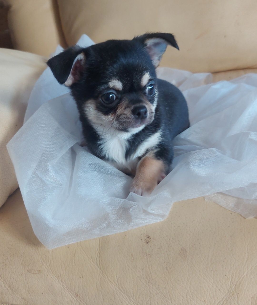 Excelente Chihuahua