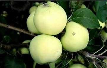 Jabłoń - drzewka owocowe