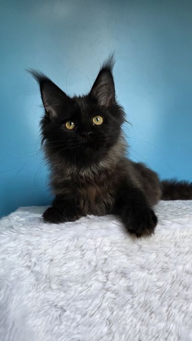 Чёрная девочка Мейн-кун