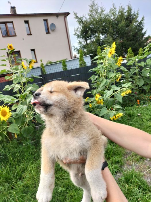 Piesek Akita Inu SWKiPR