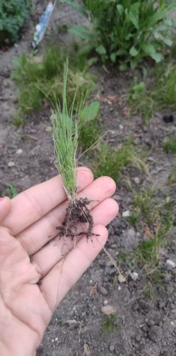 Stipa trawa ostnica