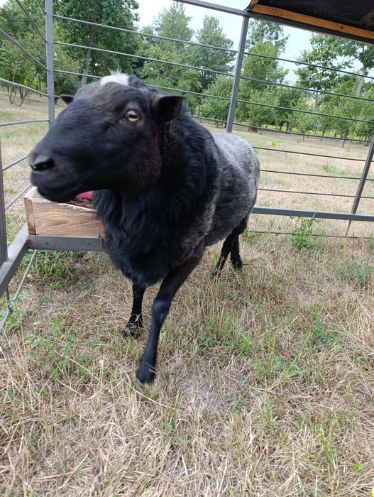 Продам барана романівська порода