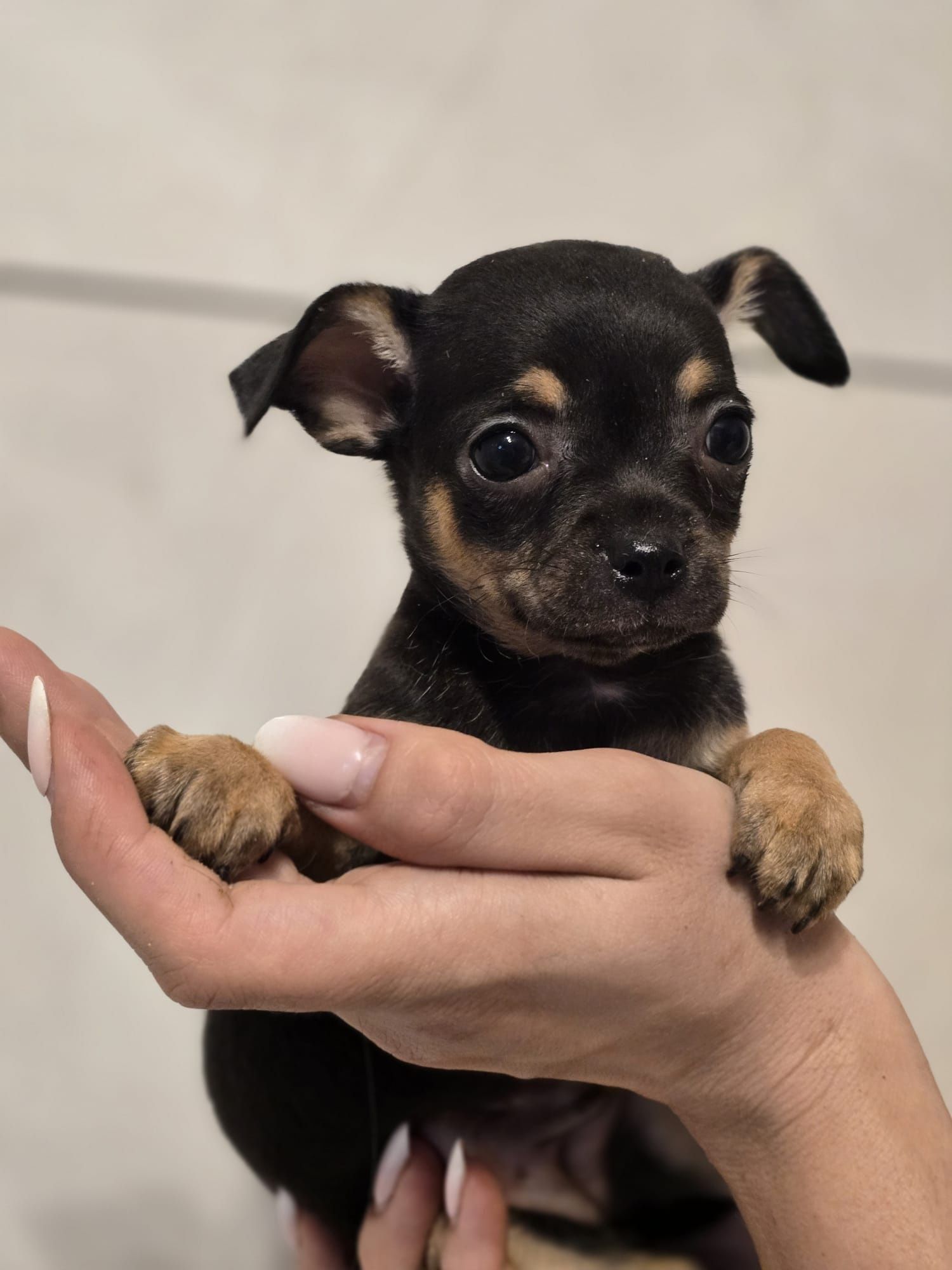 CHIHUAHUA suczka z metryką chip szczeniak szczenię