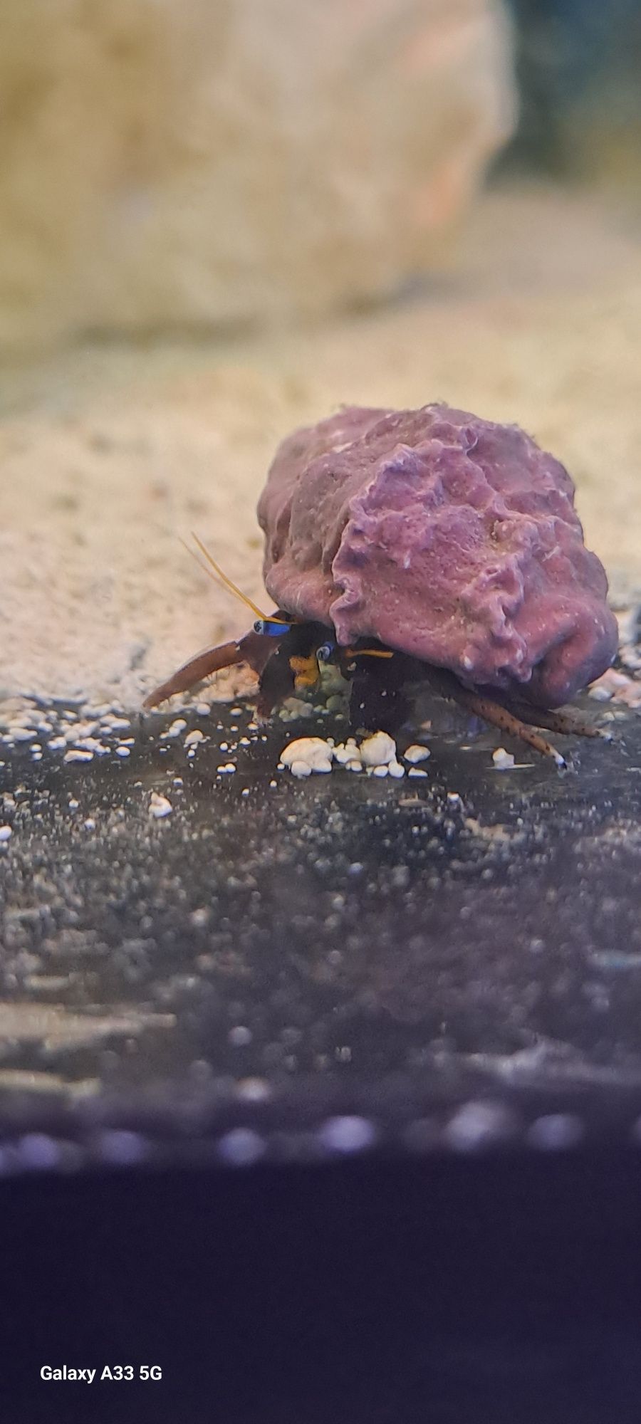 Krab pustelnik -Calcinus sp.