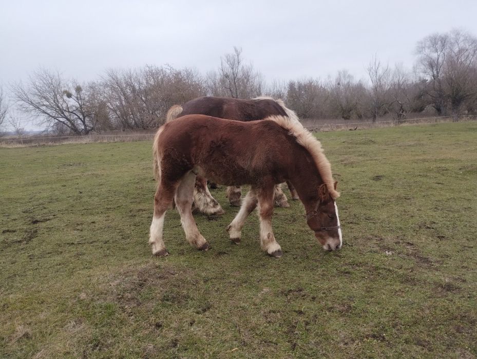 Ogierek zimnokrwisty ks. główna