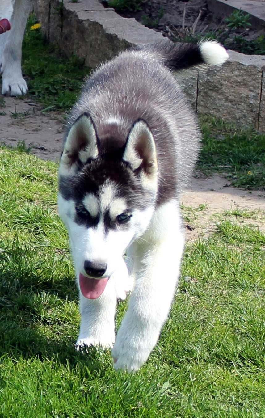 Siberian Husky Szczenię HUSKY Niebieskie oczy Rodowód WKU